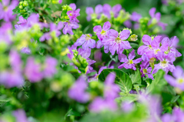 Fototapeta na wymiar Little Purple flowers in garden.selective focus.