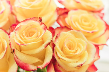 bunch of roses of yellow and red colors with water drops. Floral background, blooming flowers