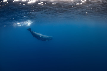 Fototapeta premium Sperm Whale underwater