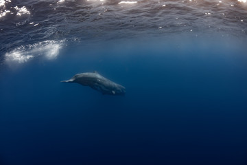 Sperm Whale underwater