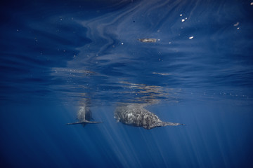 Two spermwhales