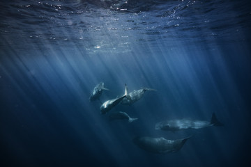 Whales in Ocean