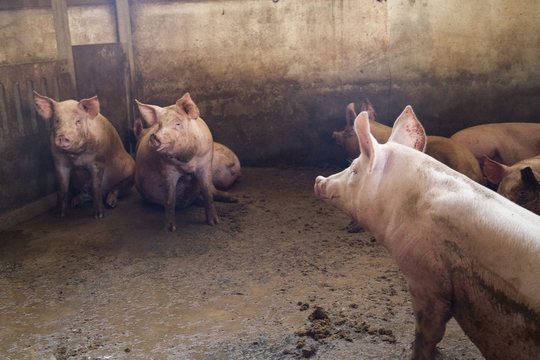 pigs inside stable of organic farm in italy