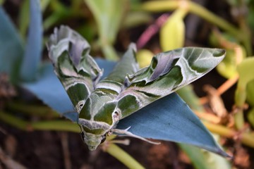 oleander hawk moth 