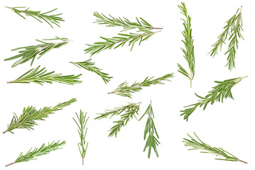Set of different rosemary branches on a white background, top view.