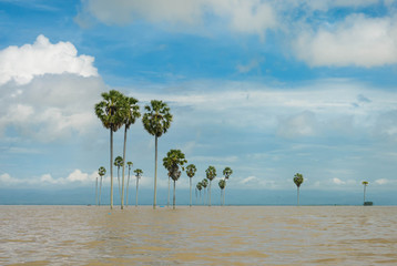 Panoramic landscapes of the flooded lake Tempe in the south of Sulawesi, Indonesia