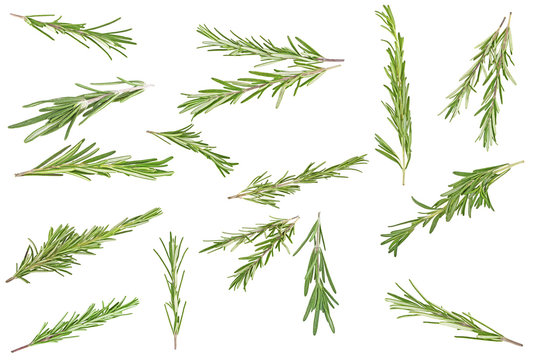 Set of different rosemary branches on a white background, top view.