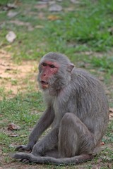 Naklejka na ściany i meble Animal, a monkey sits on ground, waits the food from people who see it, it lives in KUM PHA WA PI park, at UDONTHANI province THAILAND.