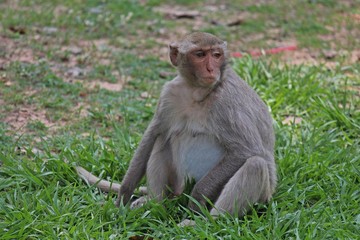 Fototapeta premium Animal, a monkey sits on ground, waits the food from people who see it, it lives in KUM PHA WA PI park, at UDONTHANI province THAILAND.