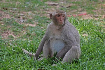 Animal,  a monkey sits on ground,  waits the food from people who see it,  it lives in KUM PHA WA PI park,  at UDONTHANI province THAILAND.