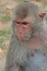Naklejka premium Animal, a monkey sits on ground, waits the food from people who see it, it lives in KUM PHA WA PI park, at UDONTHANI province THAILAND.