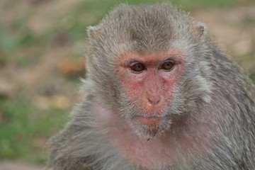 Animal,  a monkey sits on ground,  waits the food from people who see it,  it lives in KUM PHA WA PI park,  at UDONTHANI province THAILAND.