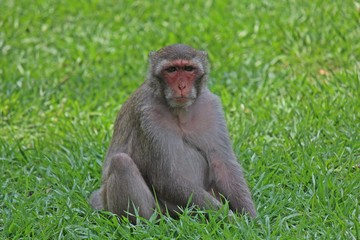 Animal,  a monkey sits on ground,  waits the food from people who see it,  it lives in KUM PHA WA PI park,  at UDONTHANI province THAILAND.