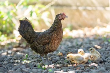 Brood of chicken find food