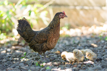 Brood of chicken find food