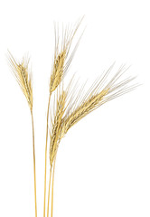 Ripe rye spikelets isolated on a white background