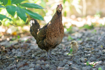 Brood of chicken find food
