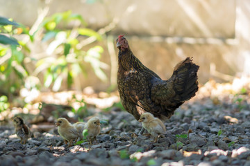 Brood of chicken find food