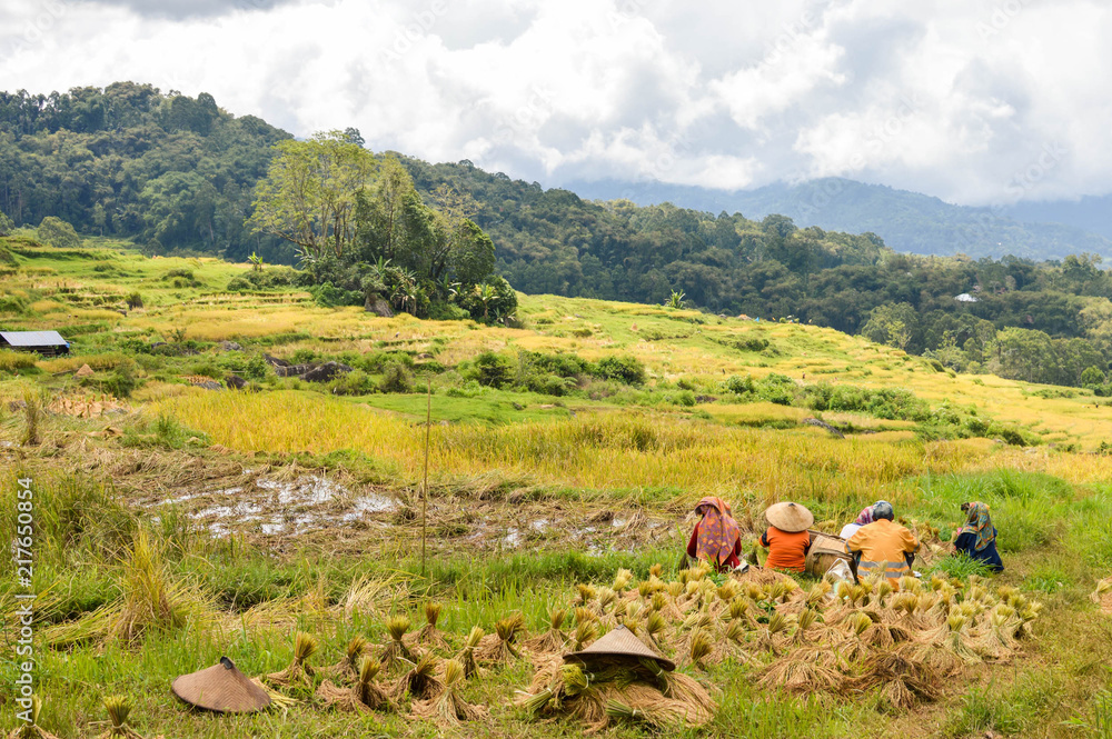 Wall mural Beautiful landscape of the rice fields ready to be harvested in Tana Toraja highlands near Batutumongi village. South Sulawesi, Indonesia