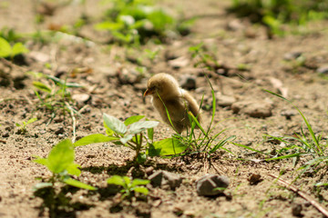 Obraz premium Brood of chicken find food