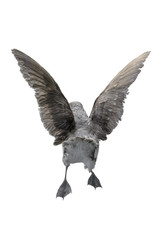 Möwe von hinten - freigestellt