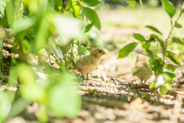 Brood of chicken find food