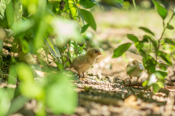 Brood of chicken find food