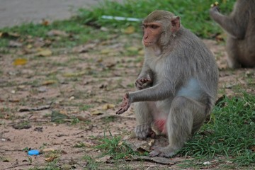 Animal,  a monkey sits on ground,  waits the food from people who see it,  it lives in KUM PHA WA PI park,  at UDONTHANI province THAILAND.