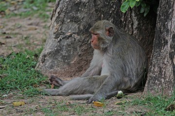 Obraz premium Animal, a monkey sits on ground, waits the food from people who see it, it lives in KUM PHA WA PI park, at UDONTHANI province THAILAND.