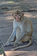 Animal,  a monkey sits on ground,  waits the food from people who see it,  it lives in KUM PHA WA PI park,  at UDONTHANI province THAILAND.