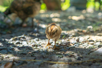 Brood of chicken find food
