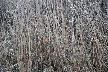 Background and texture with dry grass