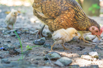 Brood of chicken find food