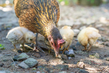 Brood of chicken find food