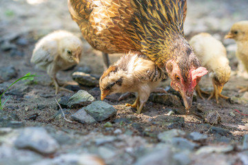 Brood of chicken find food