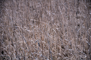 Background and texture with dry grass