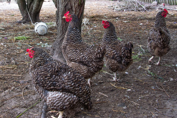 Beautiful grey hens on barnyard. Poultry farm. Gray chicken walkinng in a farm garden.