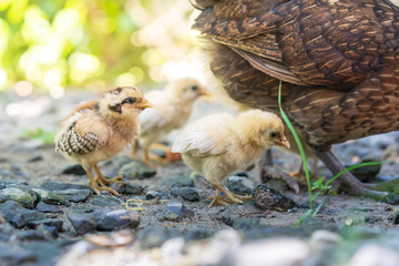 Brood of chicken find food
