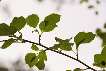 Image of a branch with leaves on sky