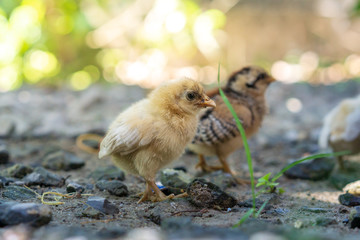 Brood of chicken find food