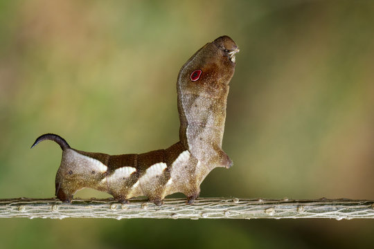 Image of brown caterpillar on branch on natural background. Worm. Insect. Animal.