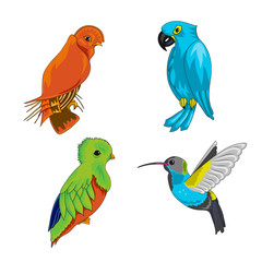 Set of exotic birds