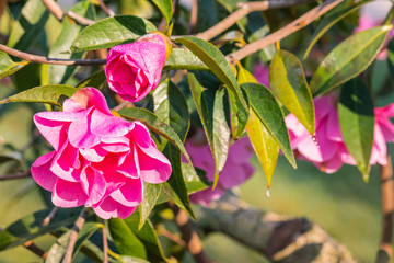 pink camellia shrub with flowers and buds
