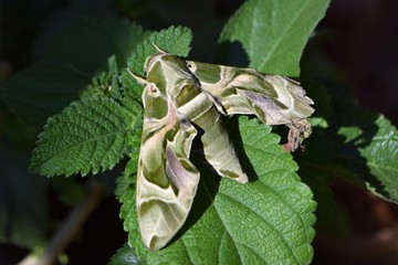 oleander hawk moth 