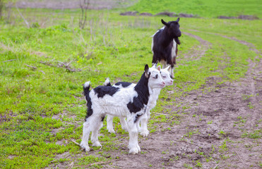 domestic goat with two kids on the meadow 