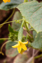. yellow flower in green cucumber leaves