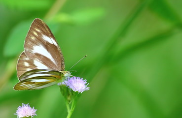Obraz premium close up beautiful butterfly in fresh nature