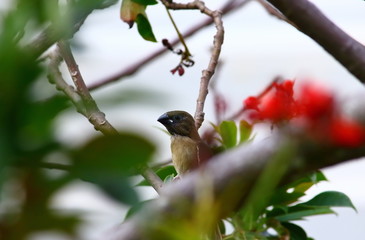 small bird on tree in fresh natural