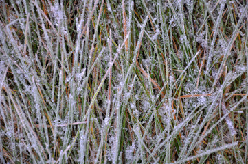 Background and texture with dry grass