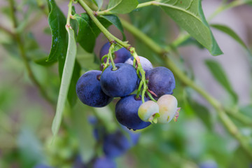 Ripe and unripe berries of blueberry on shrub close-up